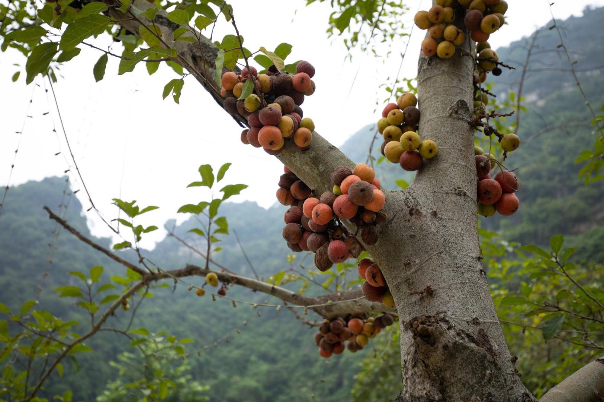 Hoang Minh Mountainside Villa Ninh Binh Zewnętrze zdjęcie